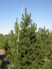 Lodgepole Pine